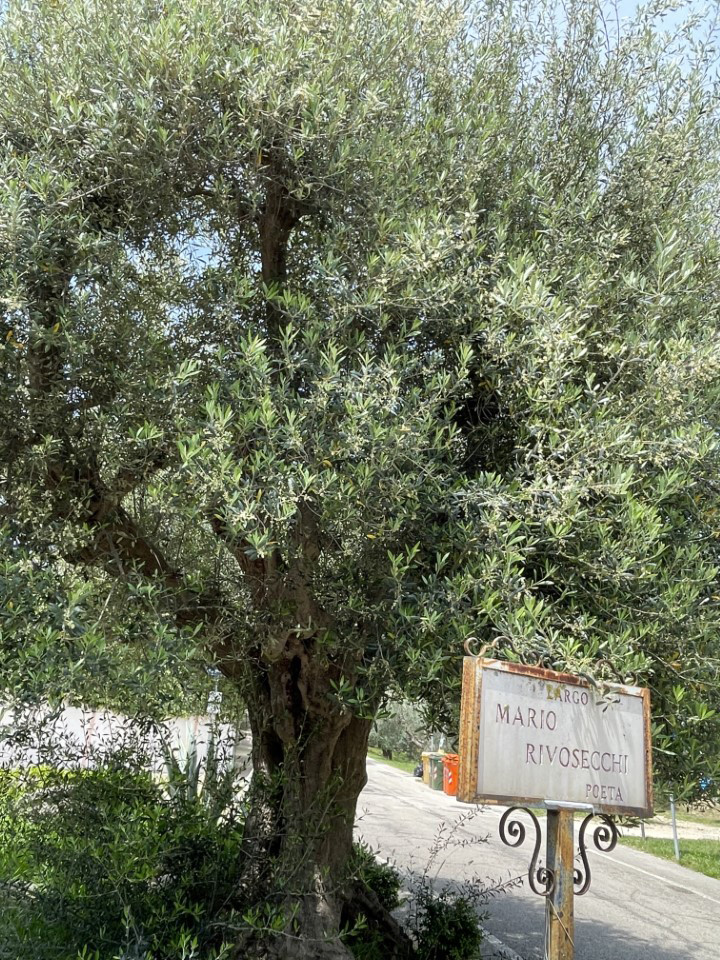 Parco della Madonnina