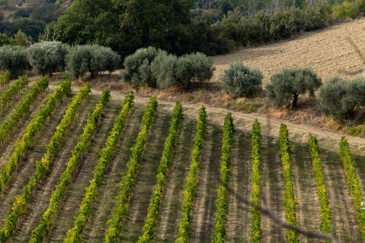 FROM THE VINEYARD TO THE FESTIVAL – A FOOD AND WINE JOURNEY BETWEEN RURAL CULTURE AND ANCIENT FLAVORS