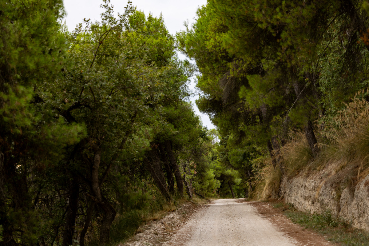 Colle di Guardia Woods