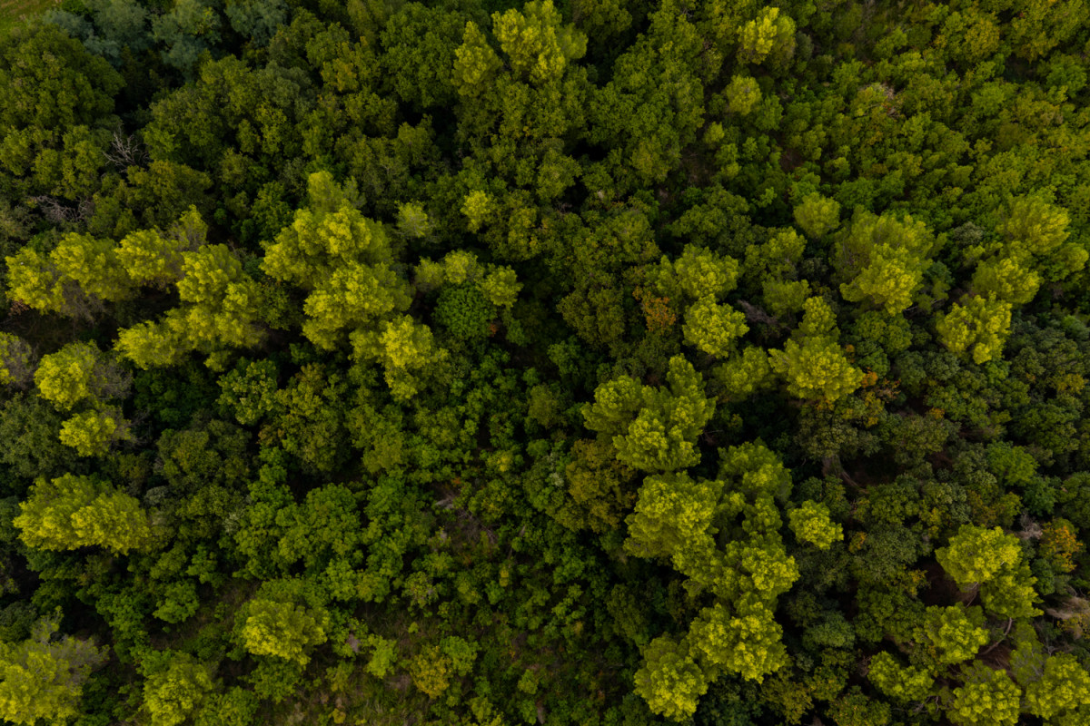 SIC "Woods between Cupramarittima and Ripatransone"
